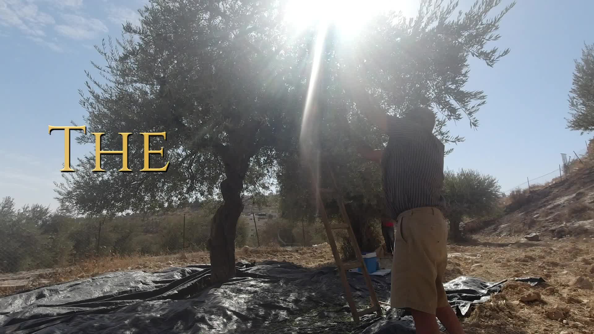 9 The Olive tree The Richest Gift Of Heaven Trailer.mp4